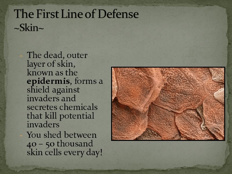 The dead, outer layer of skin, known as the epidermis, forms a shield against